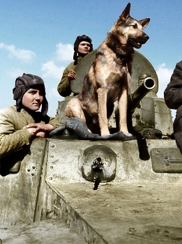 WW2 Colourised Photos. Part 2